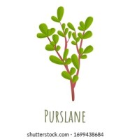 Purslane