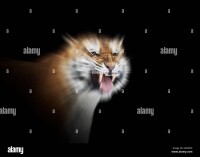 Tigerzoom