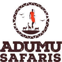 Adumu safaris