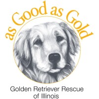 As good as gold golden retriever rescue of illinois