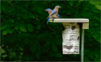 Birds of ohio, inc.