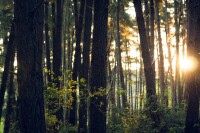 Blue mountain healing arts