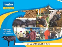 Cattle Feed Plant Khanna & Milk Plant Bhatinda