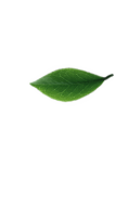B-tea beverage, llc
