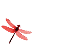 Bud twilley landscape