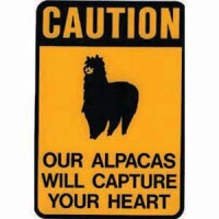 Capture your heart alpacas