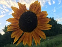 Carpenter farms llc