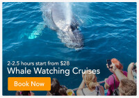 Davey's locker sportfishing & whale watching