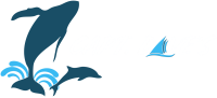 Captain dave's dolphin and whale watching safari