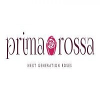 Primarossa