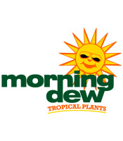 Morning dew tropical plants