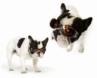 Nature, wildlife and pet photography forum
