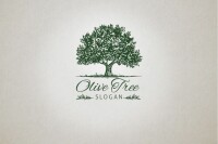 Olive tree congregation