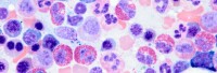 Pathpedia.com