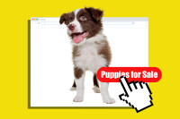 Puppies for sale ltd