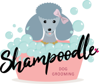 Shampoodle