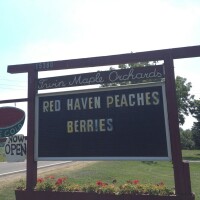 Twin maple orchards