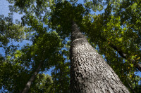 White oak forest management