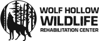 Wolf hollow wildlife rehabilitation center