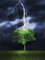 A force of nature tree service