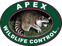 Apex wildlife removal