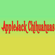 Applejack chihuahuas