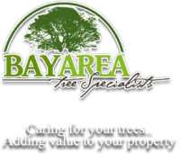 Bay area tree care