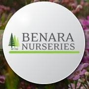 Benara nurseries