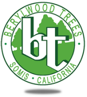Berylwood tree farm