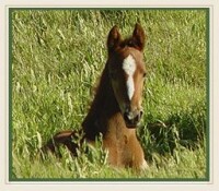 Far Field Farm American Saddlebreds
