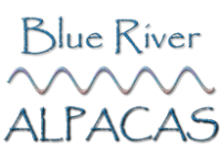 Blue river alpacas