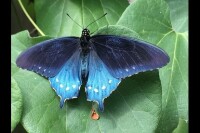 Butterfly society of virginia