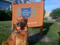 Chicago canine club, for your canine