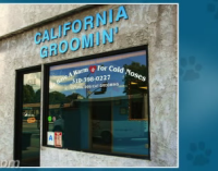 California groomin