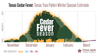 Cedar fever studio