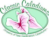 Classic caladiums, llc