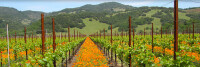 Dirt farmer & company, a california corporation