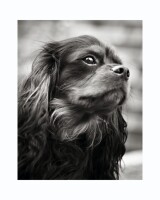 Donna foster photography