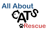 All About Cats Rescue
