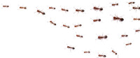 Fire ant management
