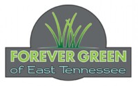 Forever green of east tennessee