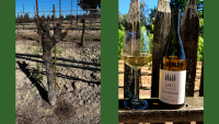 Gantz family vineyards