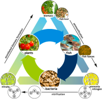 Genesis clock farm | sustainable living, education and aquaponics
