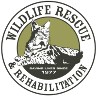 Glen wild animal rescue