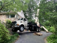 Hamby tree experts