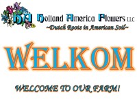Holland america flowers llc
