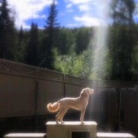 Holy dog pet boarding, inc.