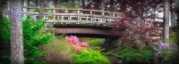 Garvan Woodland Gardens