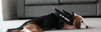 Kaama k9 bed bug inspection services llc.