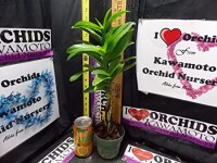 Kawamoto orchid nursery